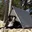 The Pet Hut | Dog Swag Tent