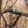 Tree Trunk Protector 27,500 LBS